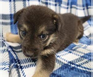 Mutt Dogs for adoption in Thief River Falls, MN, USA