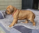 Small #4 Rhodesian Ridgeback