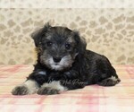 Small #3 Schnauzer (Miniature)