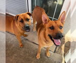 Small #7 Rhodesian Ridgeback