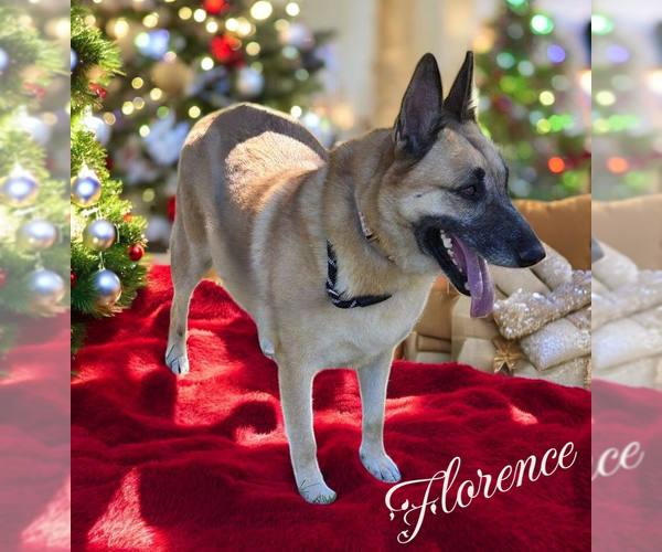 Medium Photo #8 German Shepherd Dog Puppy For Sale in LOGANVILLE, GA, USA
