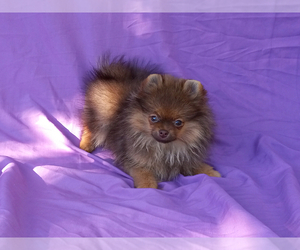 Pomeranian Puppy for Sale in WEST PALM BEACH, Florida USA