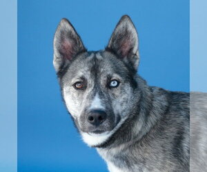 Gerberian Shepsky Dogs for adoption in Pasadena, CA, USA