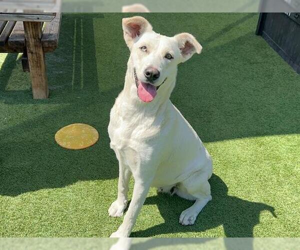 Medium Photo #1 Labrador Retriever Puppy For Sale in Orange, CA, USA