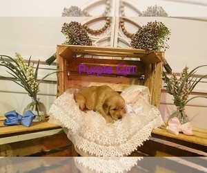 Golden Retriever Puppy for Sale in VINITA, Oklahoma USA