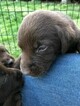 Small Photo #27 Labrador Retriever Puppy For Sale in EATONVILLE, WA, USA