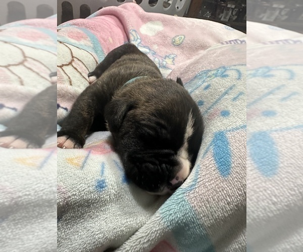 Medium Photo #5 Boxer Puppy For Sale in RALEIGH, NC, USA
