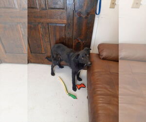 Shollie Dogs for adoption in Mt. Gilead, OH, USA