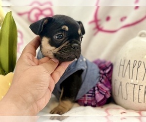 French Bulldog Puppy for sale in OJAI, CA, USA