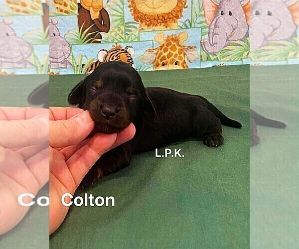 Medium Photo #2 Dachshund Puppy For Sale in WINNSBORO, LA, USA
