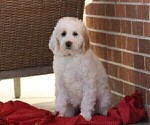 Small Photo #4 Goldendoodle (Miniature) Puppy For Sale in MANHEIM, PA, USA