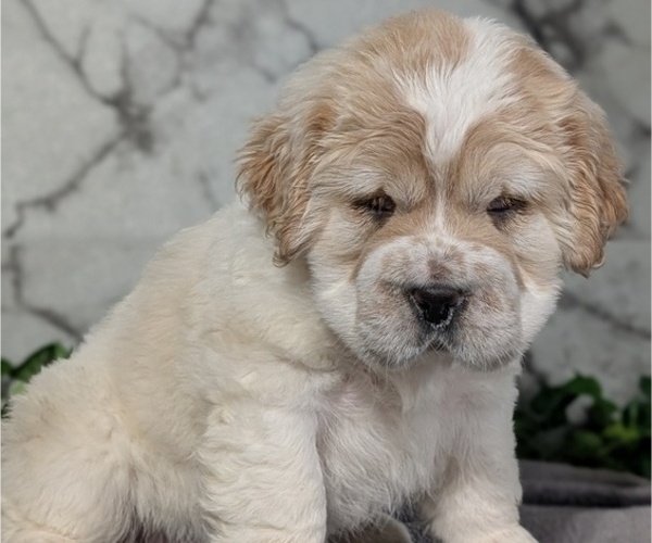 Medium Photo #4 Cocker-Pei Puppy For Sale in GOSHEN, IN, USA