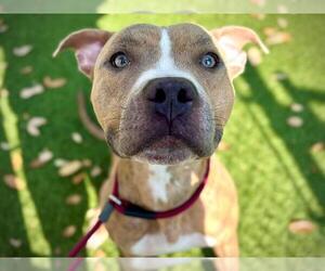 Staffordshire Bull Terrier-Unknown Mix Dogs for adoption in Orlando, FL, USA