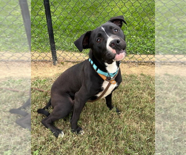 Medium Photo #5 Mutt Puppy For Sale in Evansville, IN, USA
