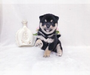 Shiba Inu Puppy for sale in LOS ANGELES, CA, USA