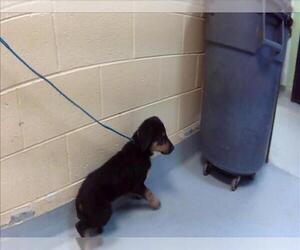 German Shepherd Dog-Unknown Mix Dogs for adoption in Tulsa, OK, USA