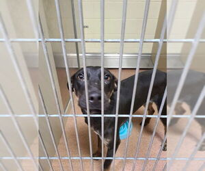 Doberman Pinscher-Unknown Mix Dogs for adoption in Ogden, UT, USA