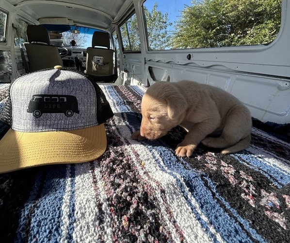 Medium Photo #3 Labrador Retriever Puppy For Sale in LEASBURG, MO, USA