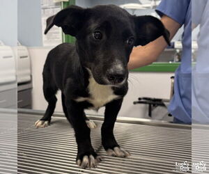 Dachshund-Labrador Retriever Mix Dogs for adoption in Washington, DC, USA