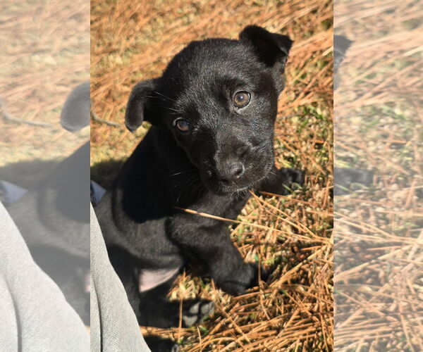 Medium Photo #3 Labrador Retriever-Unknown Mix Puppy For Sale in Alexander, AR, USA