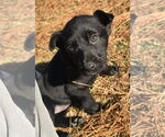 Small #2 Labrador Retriever Mix