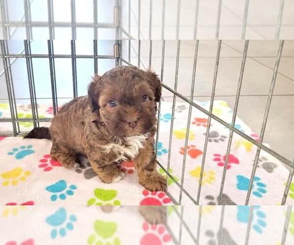 Medium Photo #10 ShihPoo Puppy For Sale in ORO VALLEY, AZ, USA