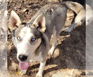 Siberian Husky Puppy for sale in SANDY HOOK, KY, USA