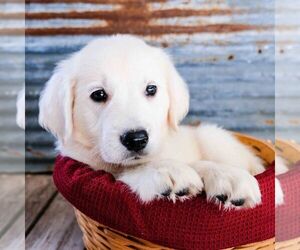 English Cream Golden Retriever Puppy for sale in DUNDEE, OH, USA