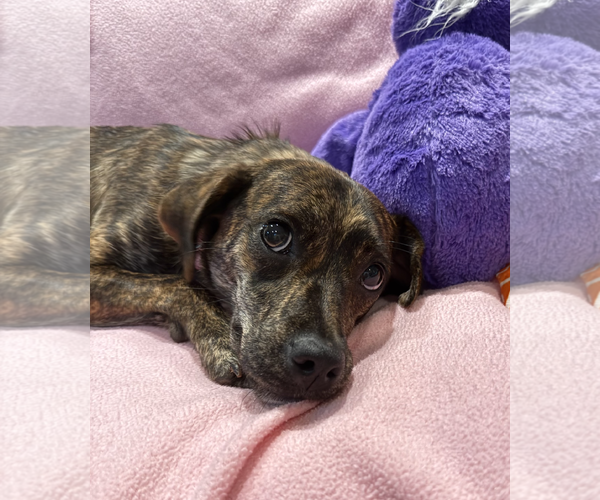 Medium Photo #4 Plott Hound-Rat Terrier Mix Puppy For Sale in Decatur, GA, USA