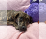 Small #3 Plott Hound-Rat Terrier Mix