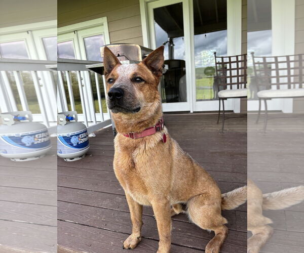 Medium Photo #4 Mutt Puppy For Sale in Garden City, NY, USA