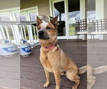 Small #3 Mutt