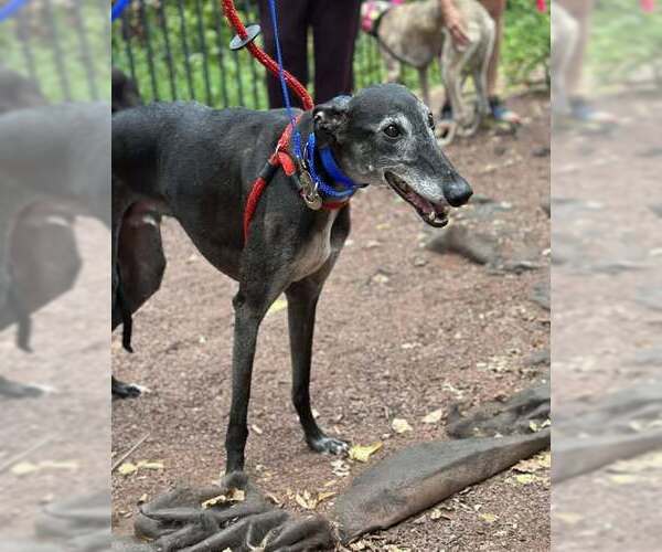 Medium Photo #4 Greyhound Puppy For Sale in Cherry Hill, NJ, USA