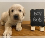 Puppy Bob Labrador Retriever