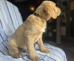Small Photo #6 Goldendoodle Puppy For Sale in SAN FERNANDO, CA, USA