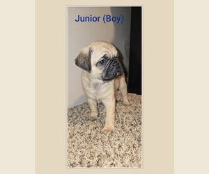 Pug Puppy for sale in SAN ANTONIO, TX, USA