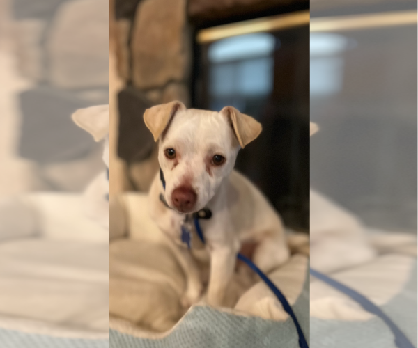 Medium Photo #2 Chihuahua Puppy For Sale in Menifee, CA, USA