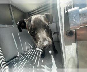 American Pit Bull Terrier-Unknown Mix Dogs for adoption in Waco, TX, USA