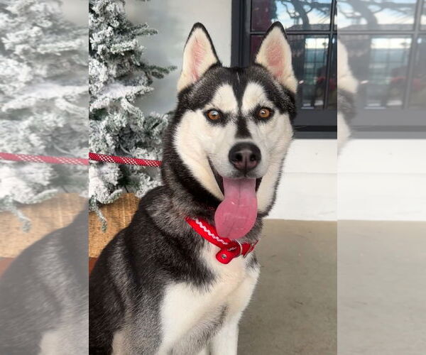 Medium Photo #1 Siberian Husky Puppy For Sale in Newport Beach, CA, USA