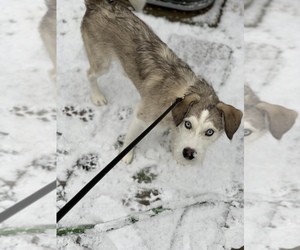 Alaskan Husky-Poodle (Standard) Mix Puppy for sale in LOUISVILLE, KY, USA