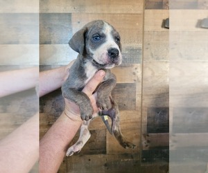Great Dane Puppy for sale in BALTIMORE, MD, USA