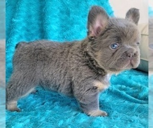 French Bulldog Puppy for Sale in LAS VEGAS, Nevada USA