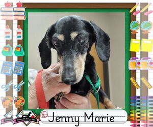 Dachshund Dogs for adoption in San Antonio, TX, USA