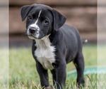Small #1 Golden Retriever Mix