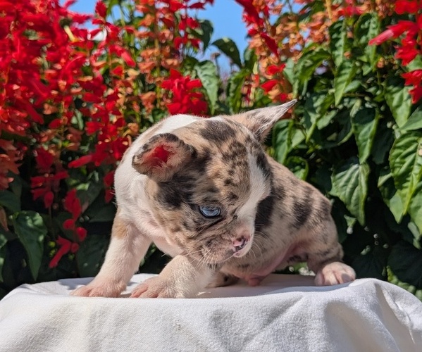 Medium Photo #9 Faux Frenchbo Bulldog Puppy For Sale in GOSHEN, IN, USA
