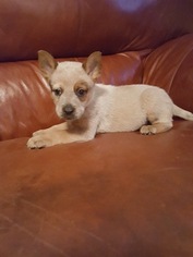 Australian Cattle Dog Puppy for sale in MORGANTOWN, WV, USA