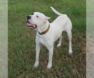 Father of the Dogo Argentino puppies born on 08/20/2019