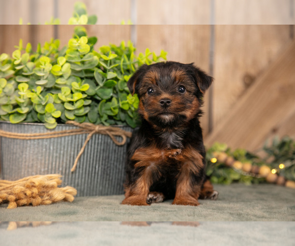 Medium Photo #3 Yorkshire Terrier Puppy For Sale in GREENWICH, OH, USA
