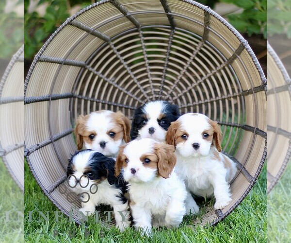 Medium Photo #2 Cavalier King Charles Spaniel Puppy For Sale in CHRISTIANA, PA, USA