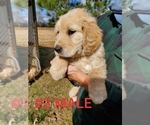 Small Photo #17 Goldendoodle Puppy For Sale in CLARKSVILLE, TX, USA